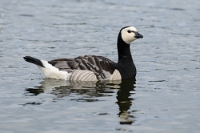 7374 Branta leucopsis (Oca facciabianca, adulto)